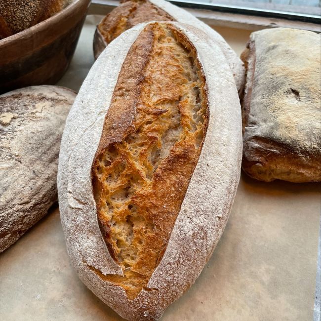 Levain gårdagens