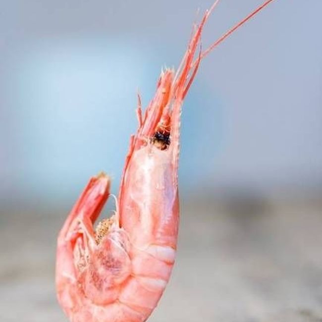 Frysta Räkor SWE 1kg