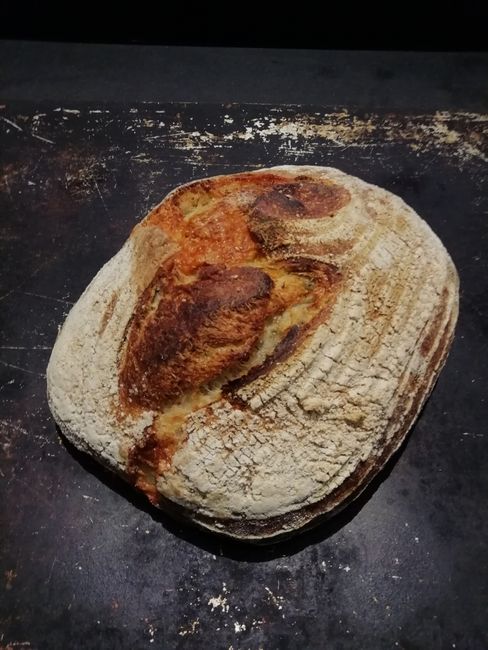 Levain med Västerbottenost och dill