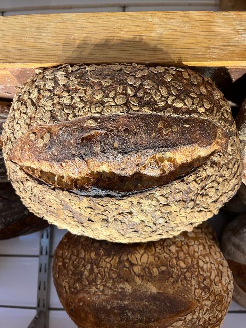 Gråbrödersdinkel